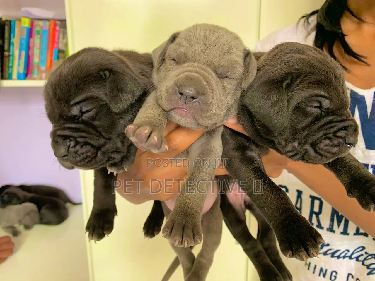 1-3 months Male Purebred Mastiff