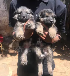 Photo - 1-3 months Male Purebred German Shepherd