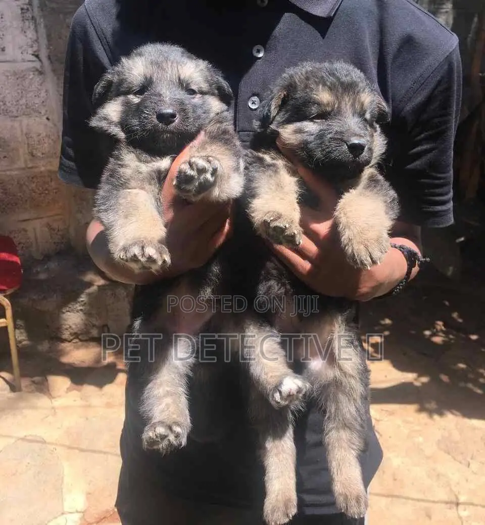 1-3 months Male Purebred German Shepherd