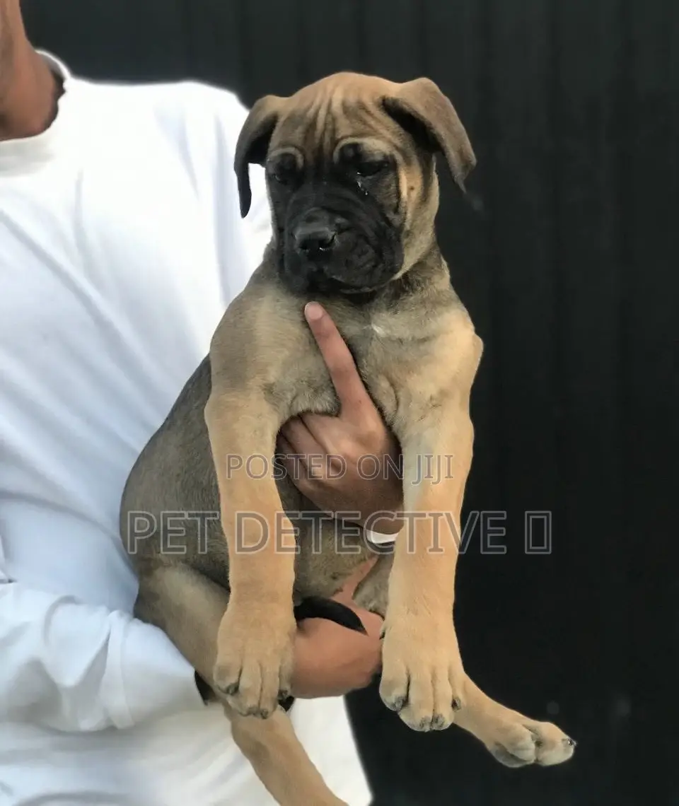 1-3 months Male Purebred Bullmastiff