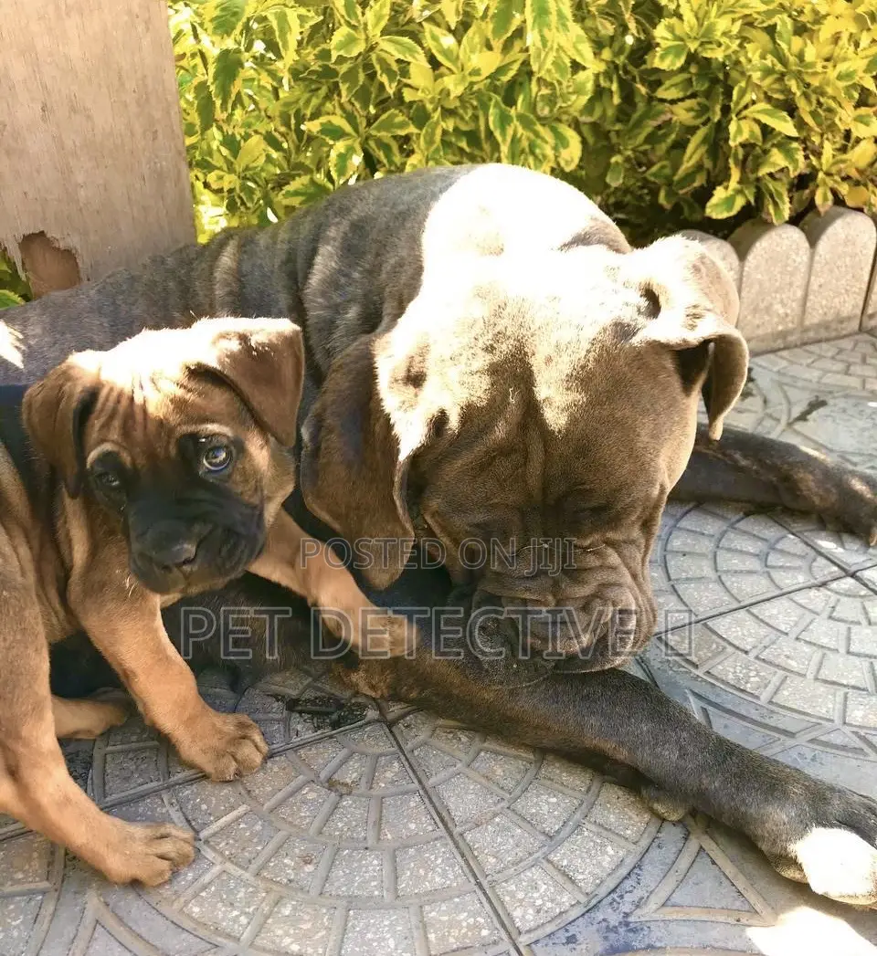 1-3 months Male Purebred Bullmastiff