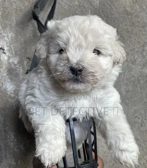 Photo - 1-3 months Male Purebred Maltese