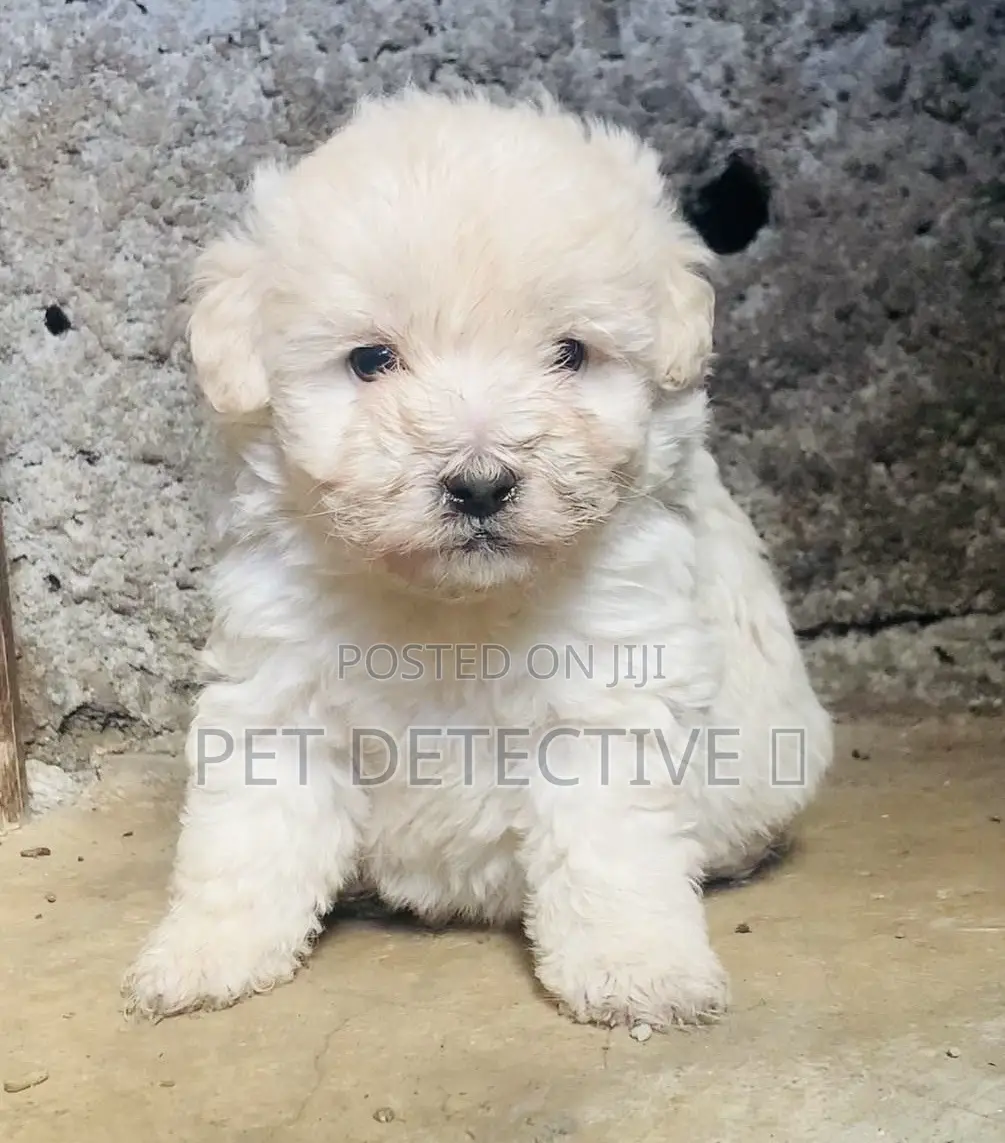 1-3 months Male Purebred Maltese