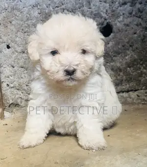 Photo - 1-3 months Male Purebred Maltese