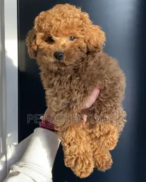 Photo - 1-3 months Male Purebred Poodle