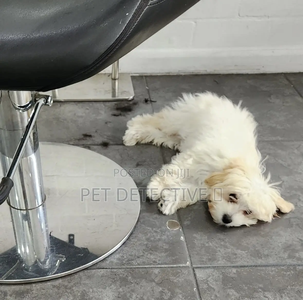 1-3 months Male Purebred Maltese