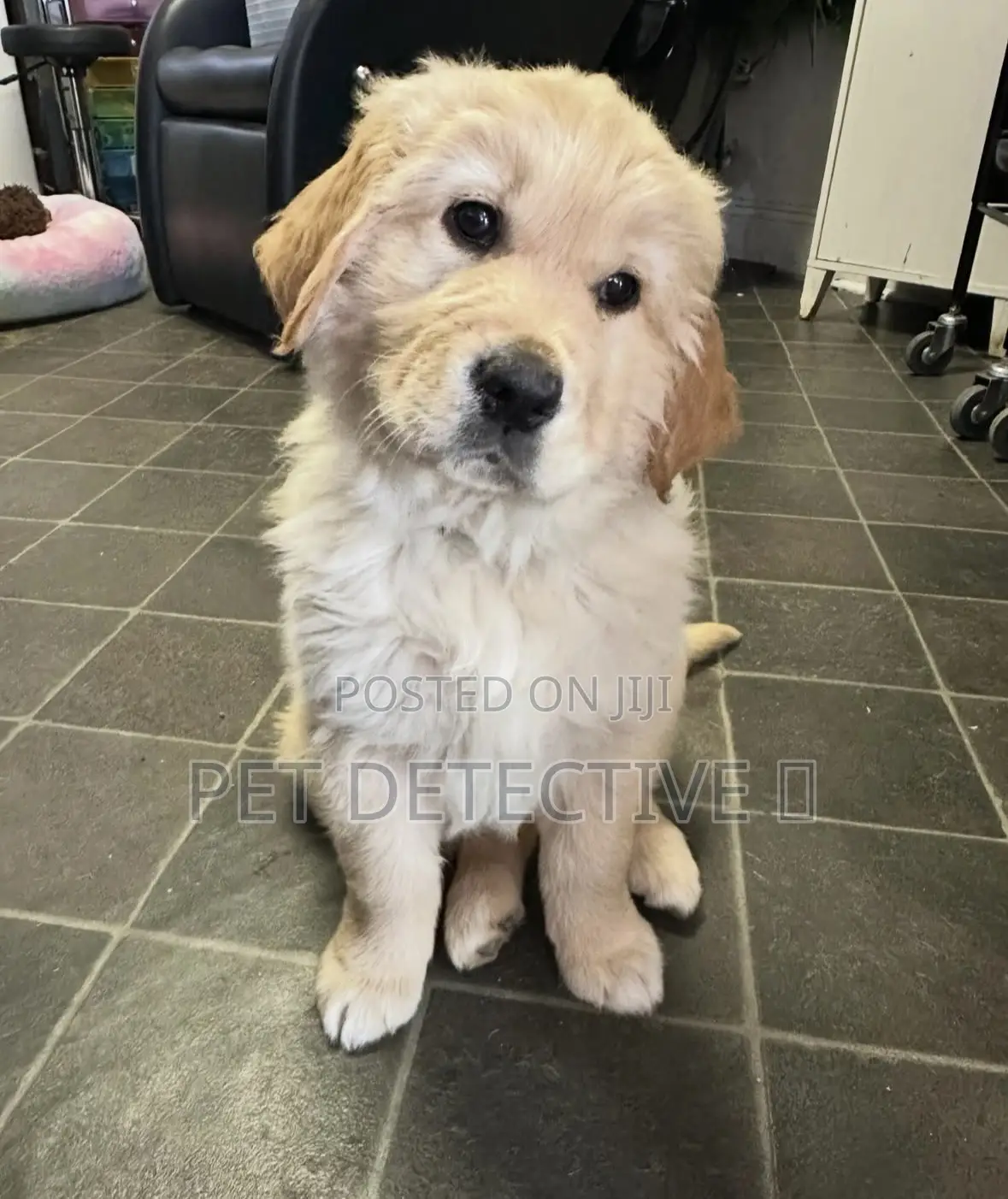 1-3 months Male Purebred Golden Retriever