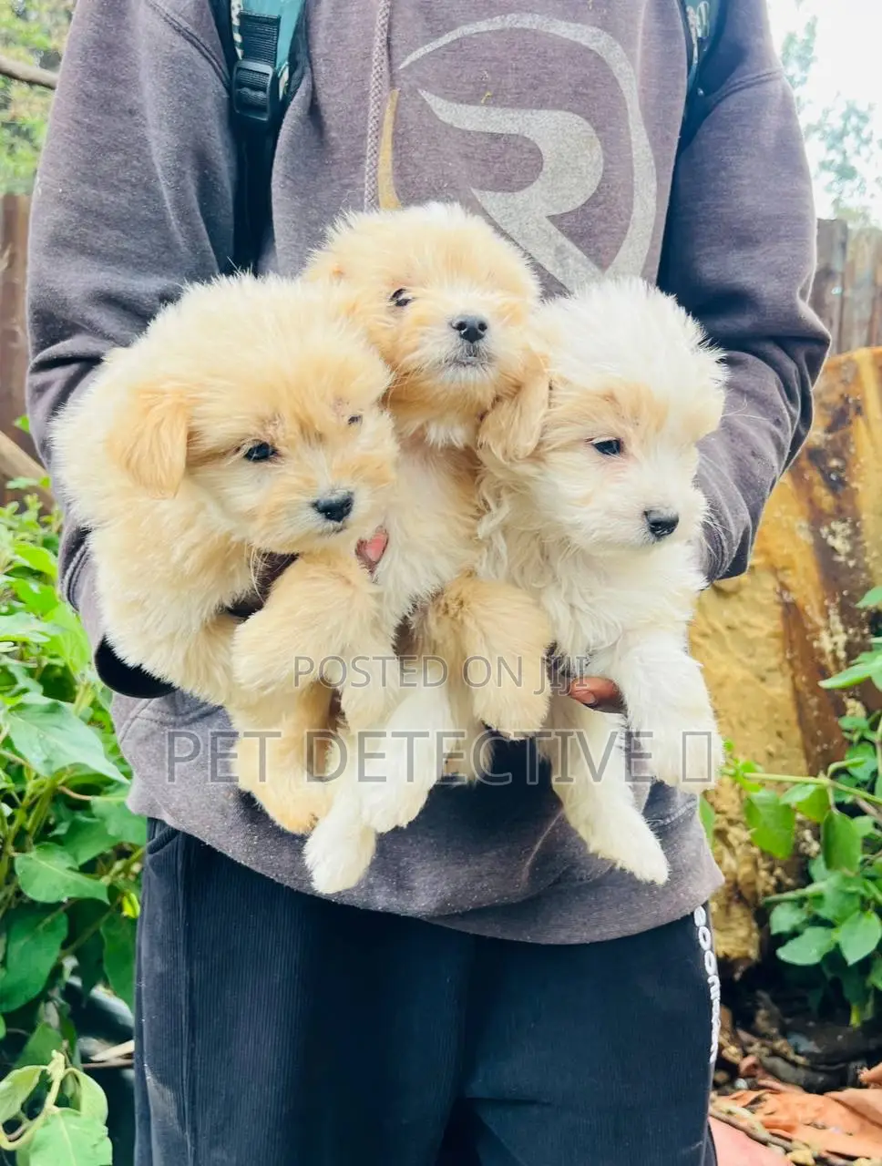 1-3 months Male Purebred Maltese