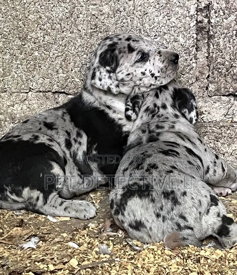 1-3 months Male Purebred Great Dane