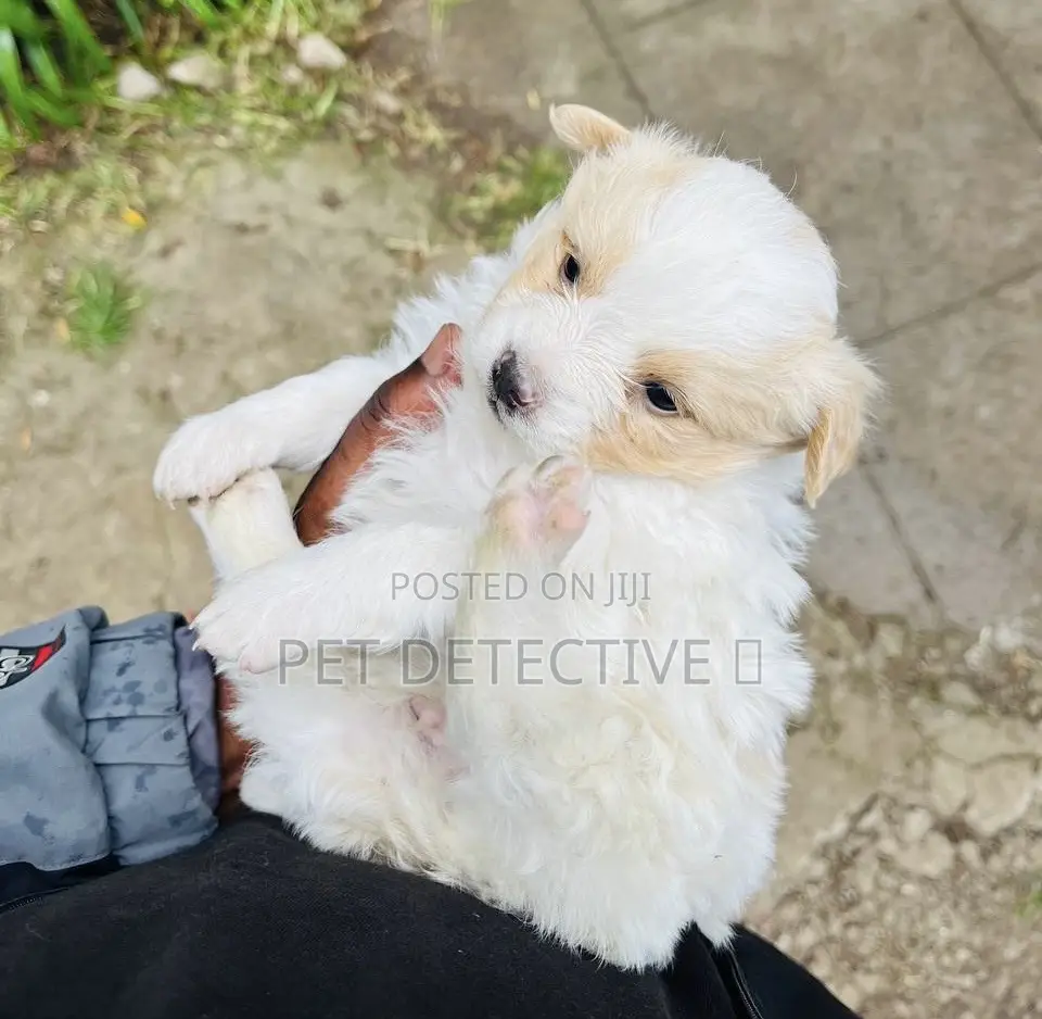 1-3 months Male Purebred Maltese