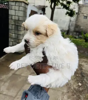 Photo - 1-3 months Male Purebred Maltese