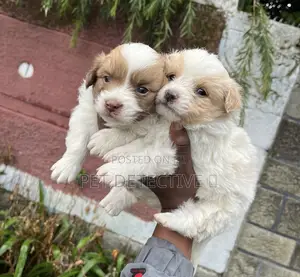 Photo - 1-3 months Male Purebred Maltese