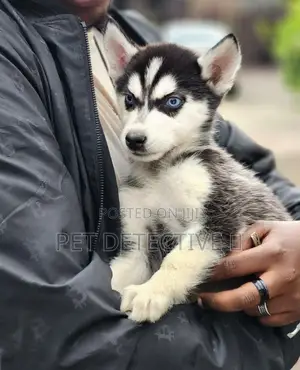 Photo - 1-3 months Male Purebred Siberian Husky