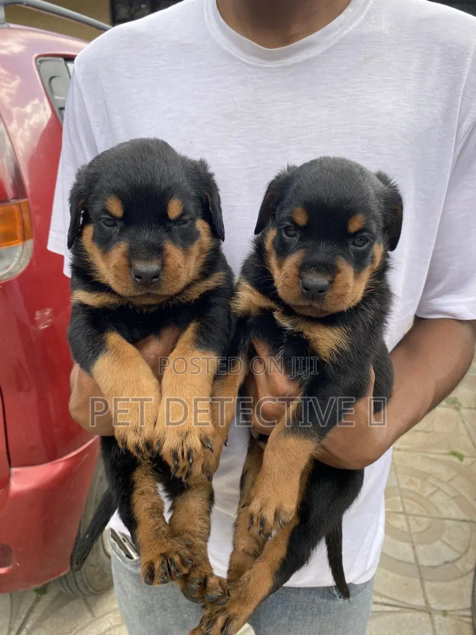 1-3 months Female Purebred Rottweiler