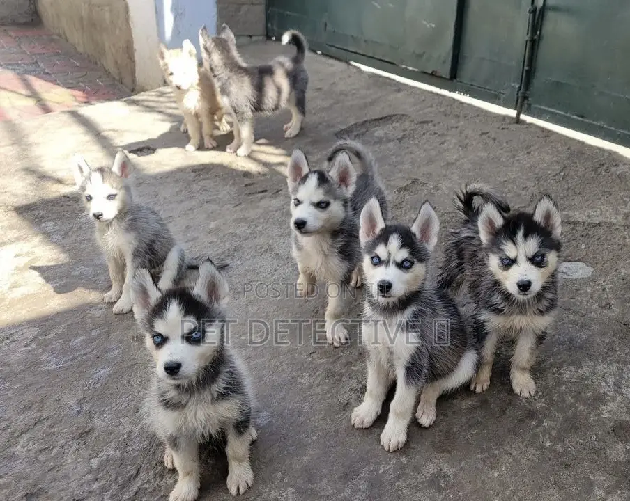 1-3 months Male Purebred Siberian Husky