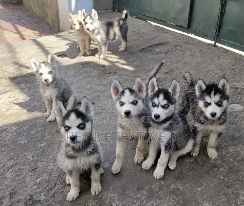 1-3 months Male Purebred Siberian Husky