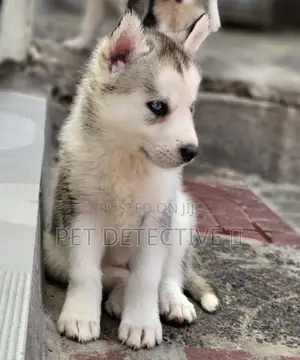 Photo - 1-3 months Male Purebred Siberian Husky