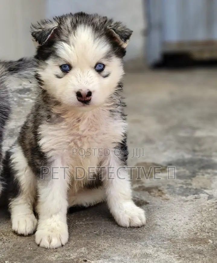 1-3 months Male Purebred Siberian Husky