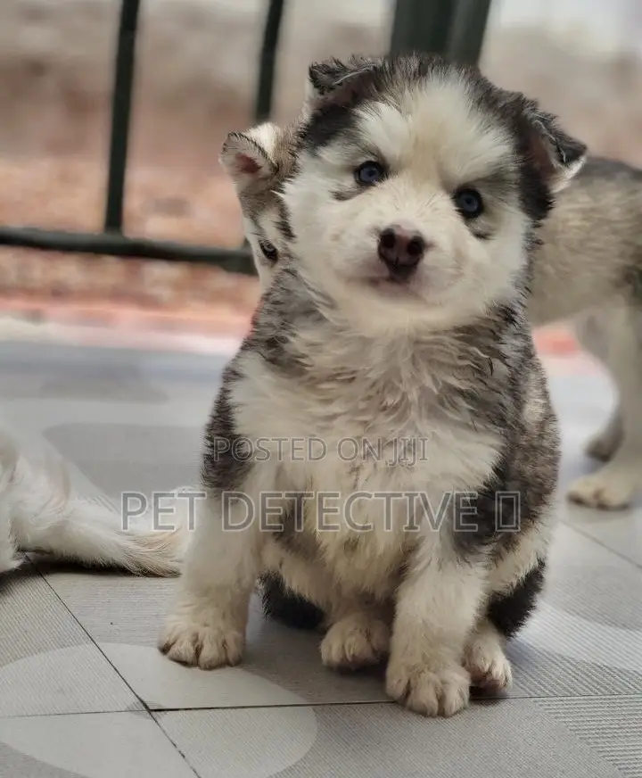 1-3 months Male Purebred Siberian Husky
