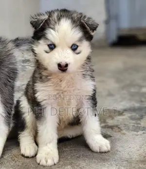 Photo - 1-3 months Male Purebred Siberian Husky