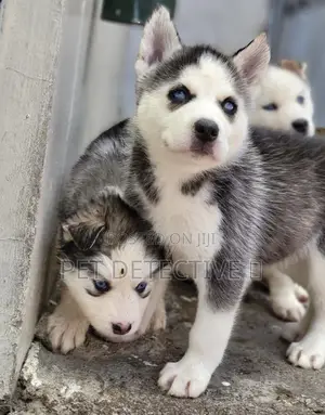Photo - 1-3 months Male Purebred Siberian Husky