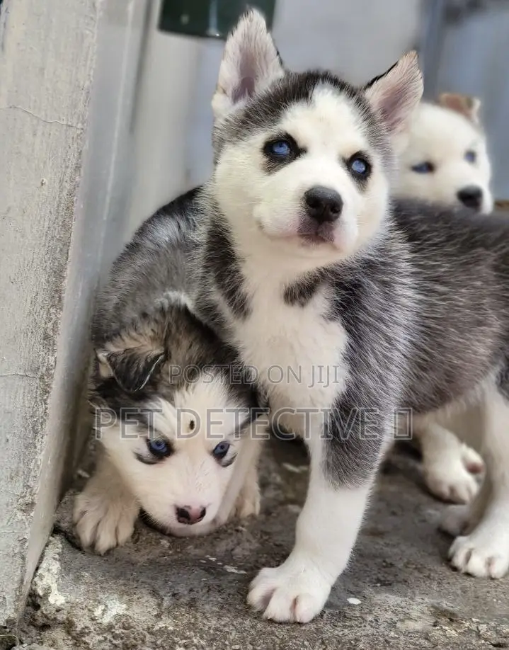 1-3 months Male Purebred Siberian Husky