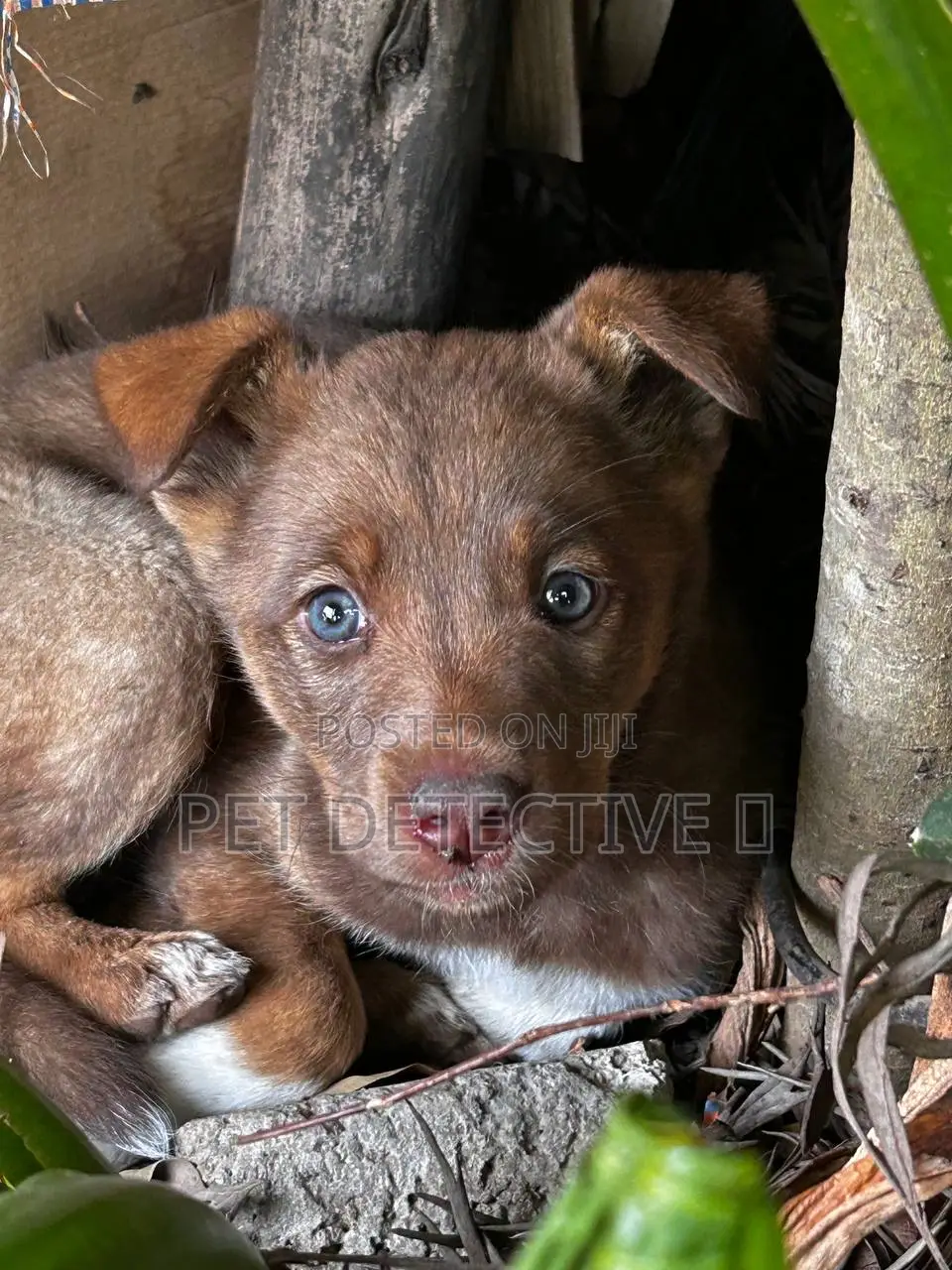 1-3 months Male Purebred Australian Shepherd