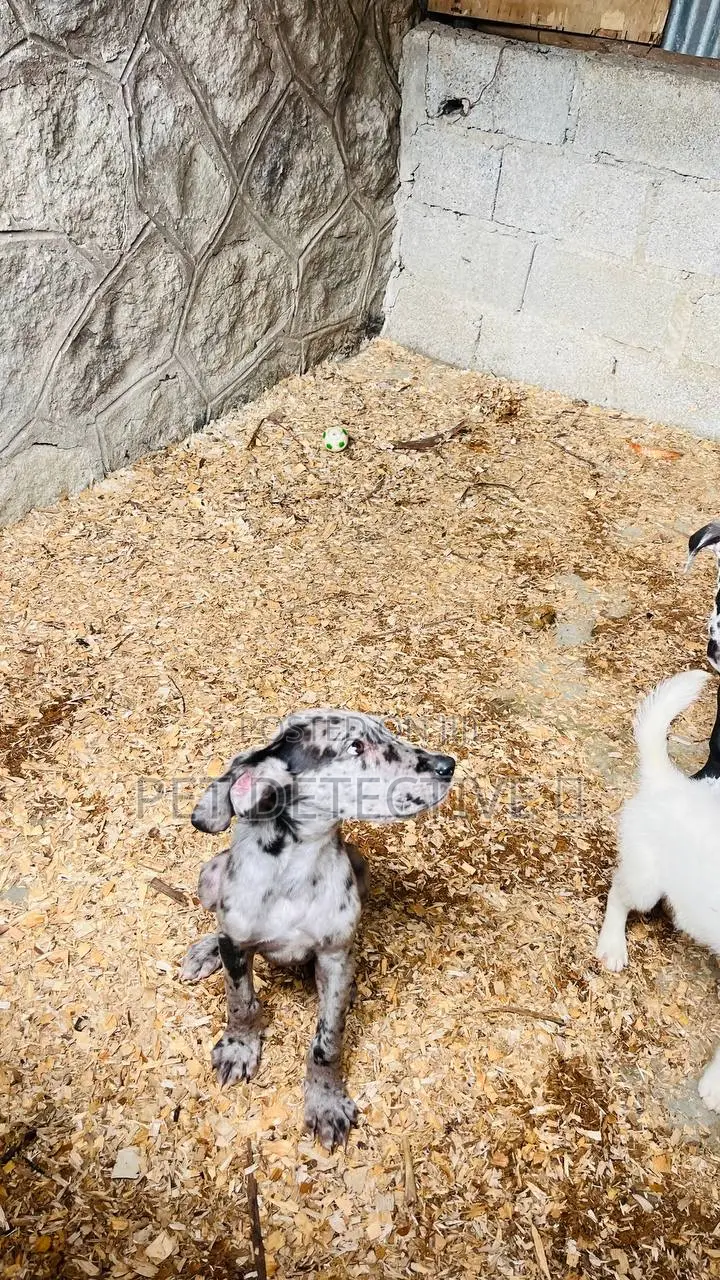 1-3 months Male Purebred Great Dane