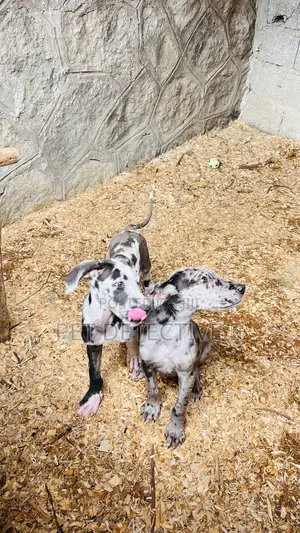 Photo - 1-3 months Male Purebred Great Dane