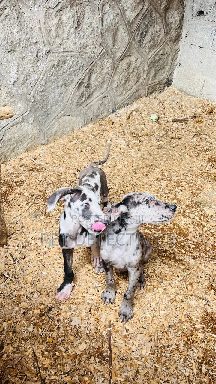 1-3 months Male Purebred Great Dane