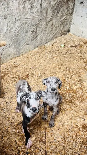 Photo - 1-3 months Male Purebred Great Dane