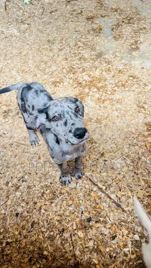 1-3 months Male Purebred Great Dane
