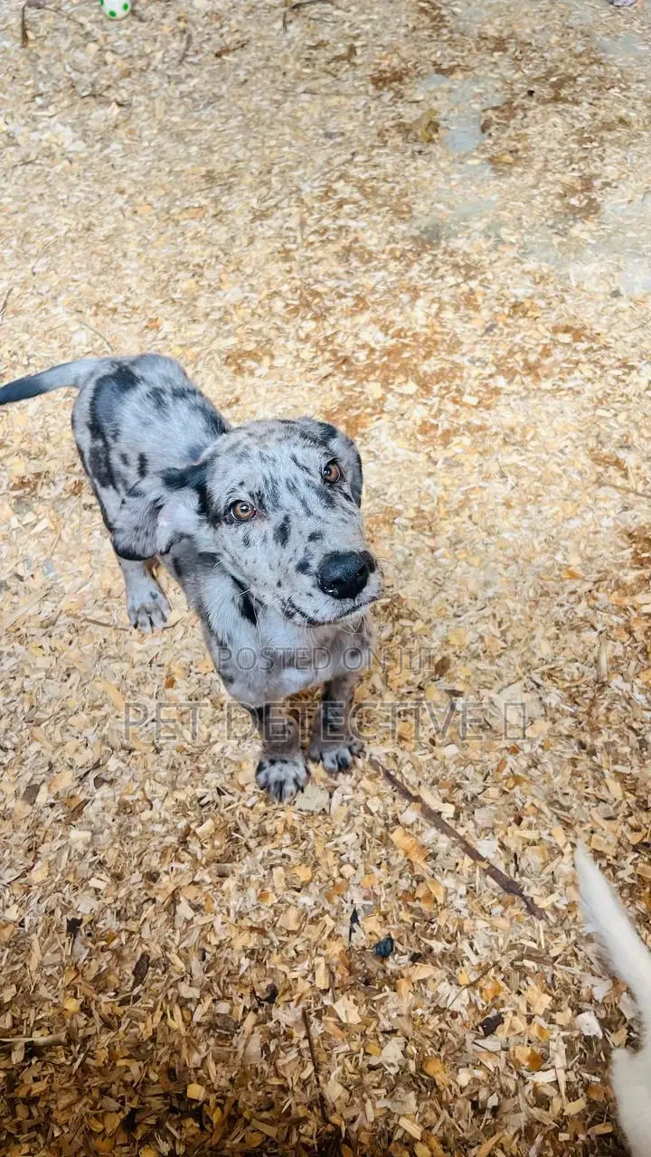 1-3 months Male Purebred Great Dane