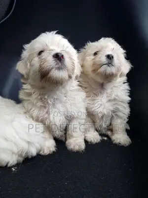 Photo - 1-3 months Male Purebred Maltese