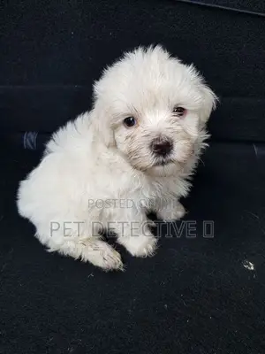 Photo - 1-3 months Male Purebred Maltese