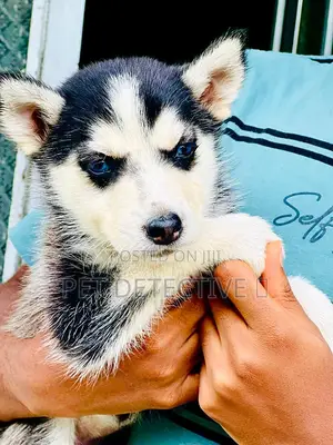 Photo - 1-3 months Male Purebred Siberian Husky