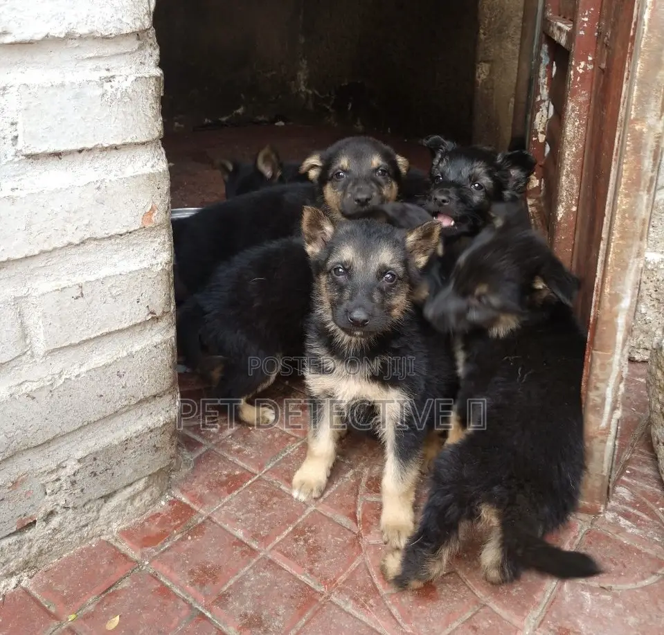 1-3 months Male Purebred German Shepherd