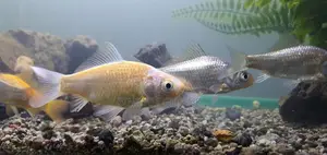 Photo - Grey Fish Only