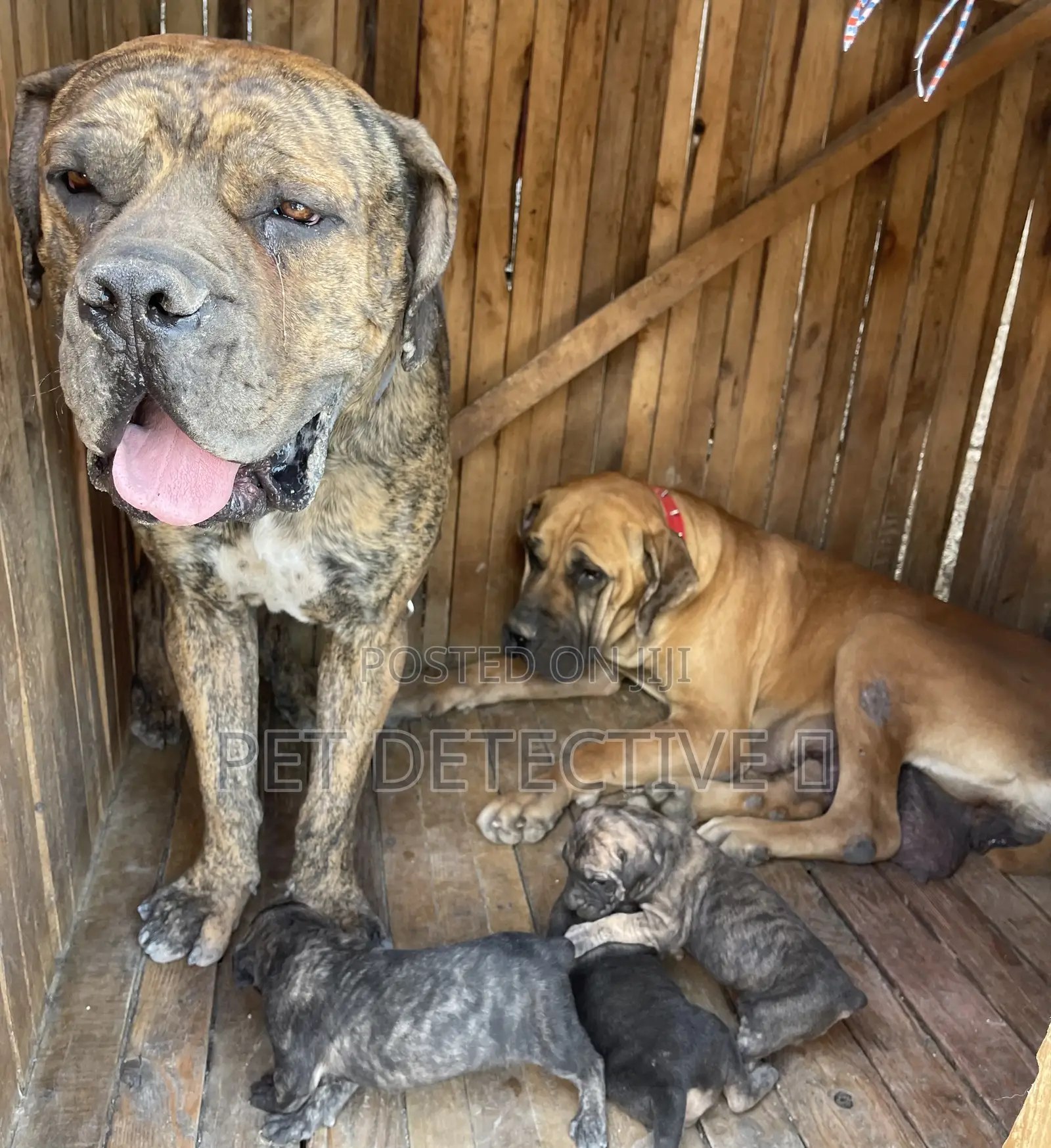 1-3 months Male Purebred Boerboel
