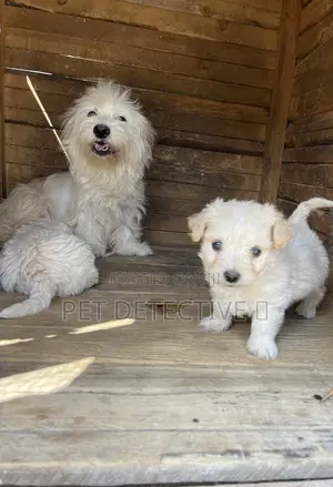 Photo - 1-3 months Male Purebred Maltese