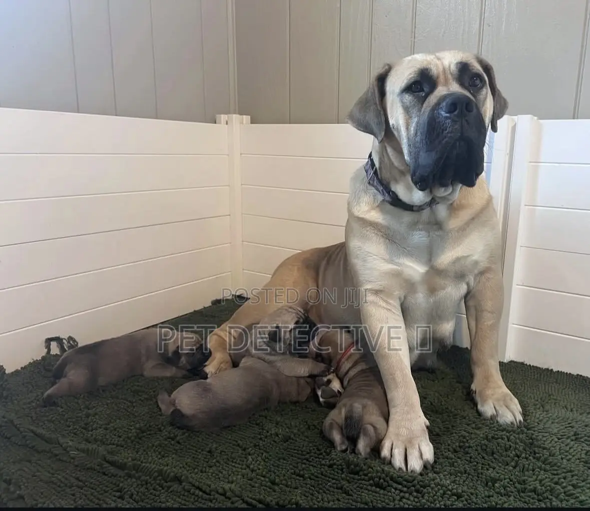 1-3 months Male Purebred Boerboel