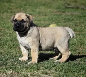 1-3 months Male Purebred Boerboel