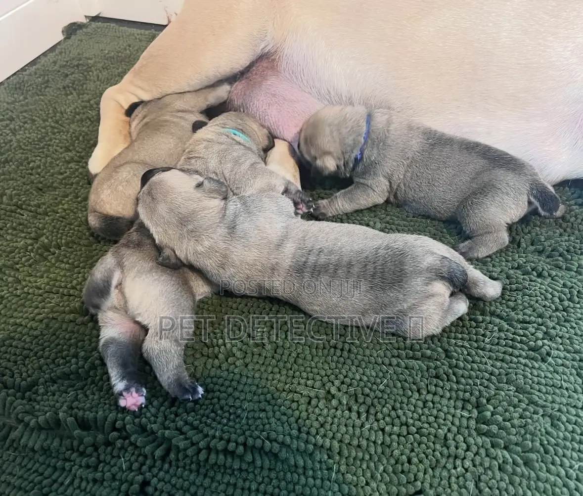 1-3 months Male Purebred Boerboel