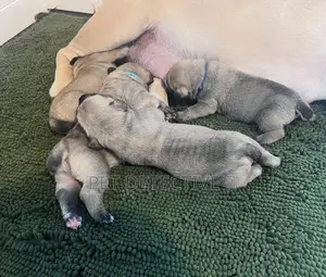 Photo - 1-3 months Male Purebred Boerboel