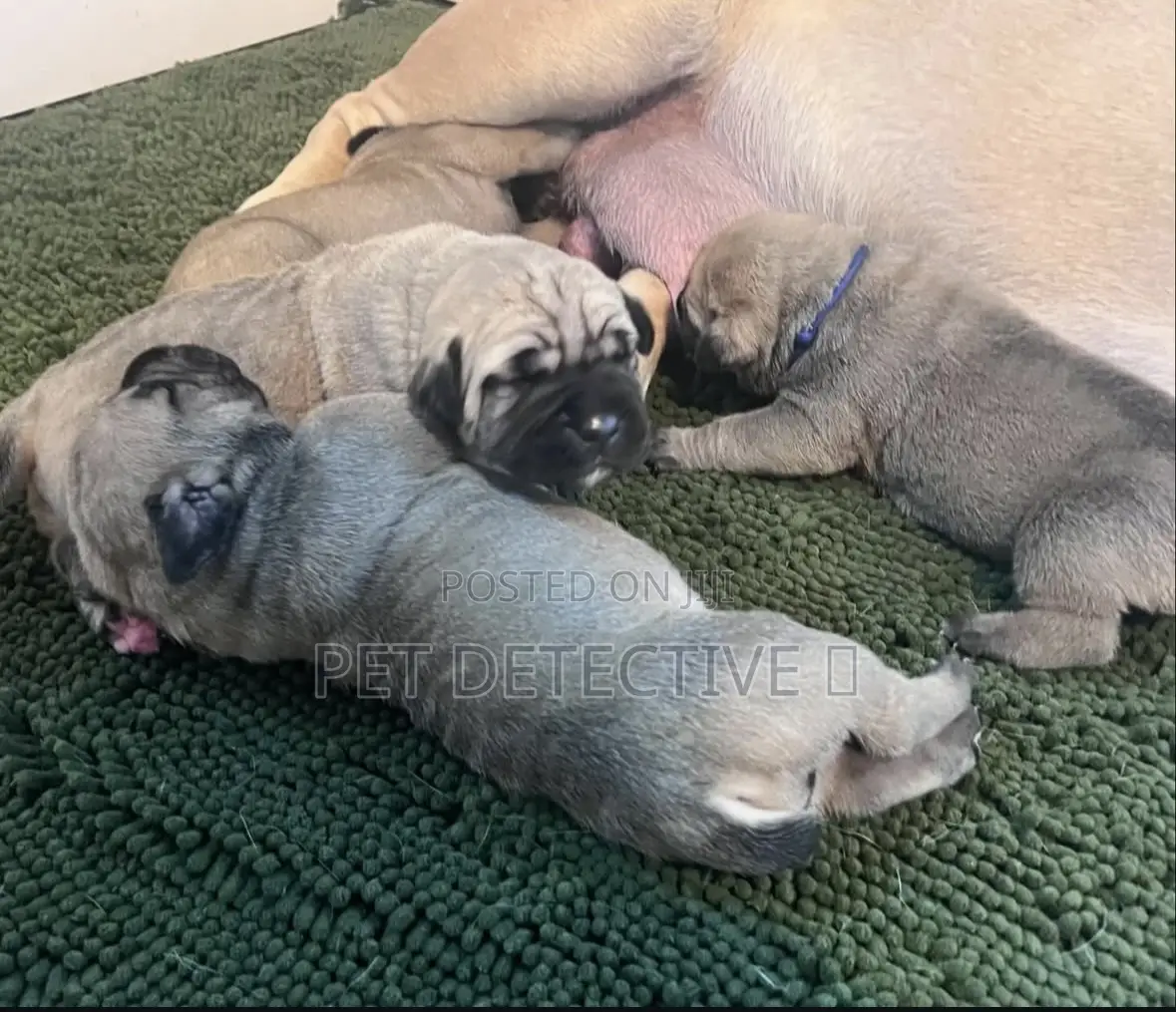 1-3 months Male Purebred Boerboel