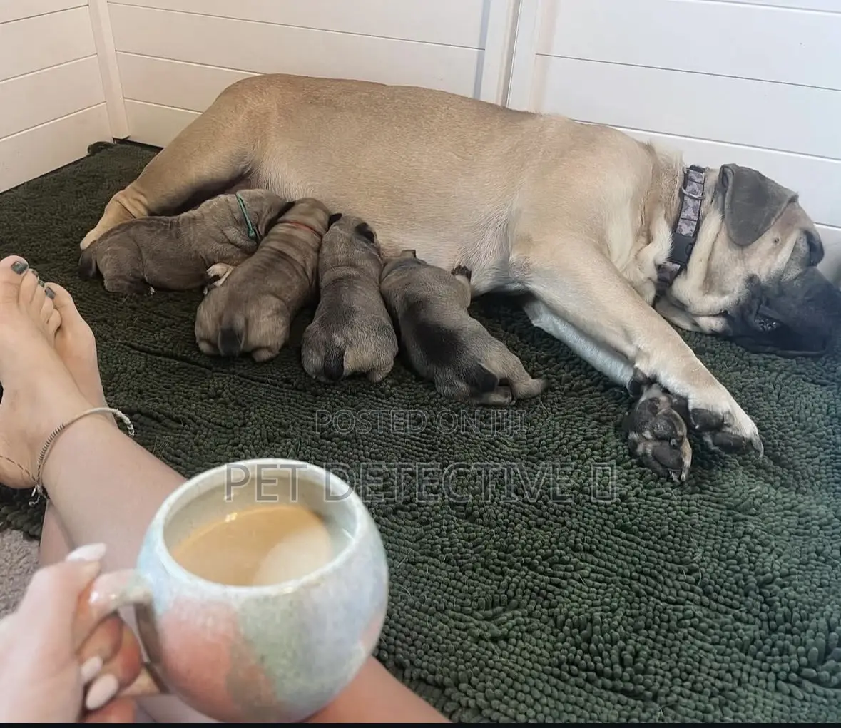 1-3 months Male Purebred Boerboel