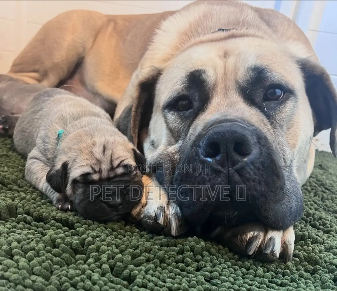 1-3 months Male Purebred Boerboel