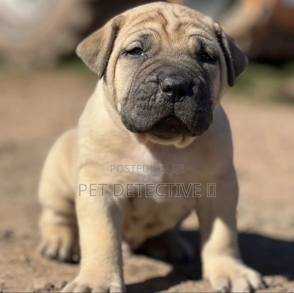 1-3 months Male Purebred Boerboel