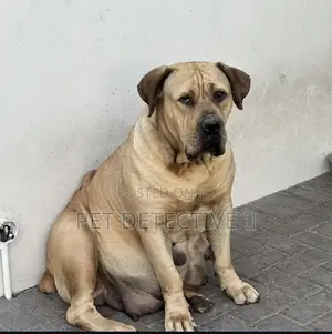 Photo - 1-3 months Male Purebred Boerboel