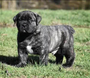 Photo - 1-3 months Male Purebred Boerboel